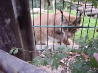 Hanka's Freund, der Luchs